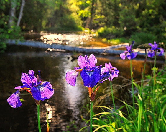 Wild Iris at Shalda Creek, Sleeping Bear Dunes