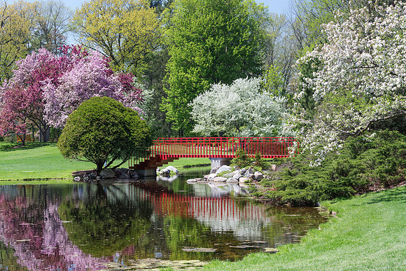 Footbridge and blossoms at Dow Gardens