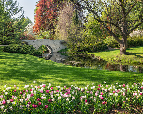 Tulips by the Footbridge at Dow Gardens