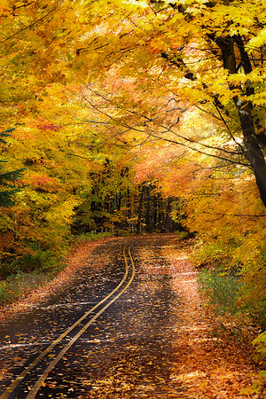 A Tunnel of Trees in Pictured Rocks National Lakeshore