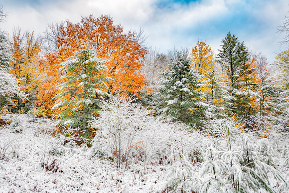 Snowy Autumn Trees in the Hiawatha National Forest