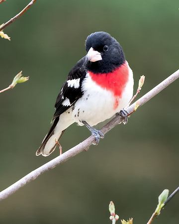 Rose Breasted Grossbeak -2025