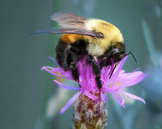 Bumblebee on a Thistle Flower