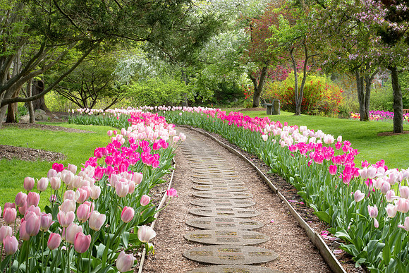 Tulip pathway-Dow Gardens