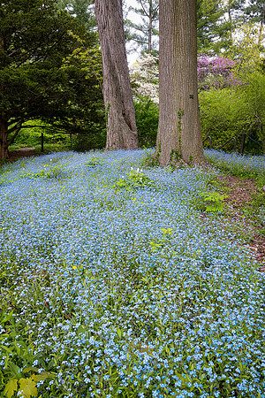 Blue flowers at Dow Gardens