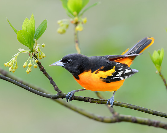 Oriole on a spring day