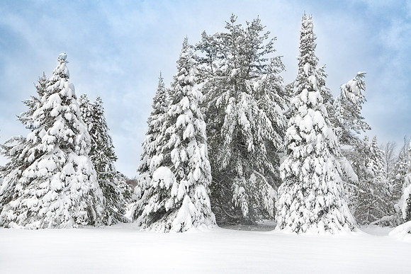 Snowy Pines, Rural Lower Michigan