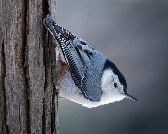 White-breasted nuthatch