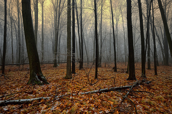 Foggy icy moring in a Michigan forest