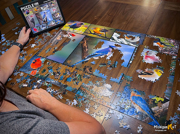 Bird Puzzle-Shelly Working