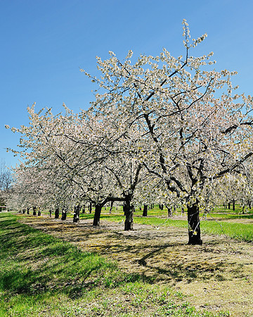 "Blue Sky's and Cherry trees"   Leelanau Cherry Blossoms