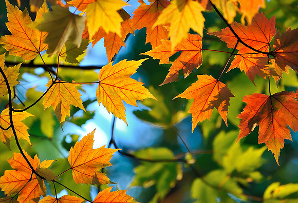 Beautiful  Autumn Maple Leaves