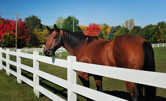 Horse standing by fence Autmn colors