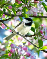 chicadee in the apple blossoms