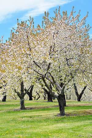 cherry trees old mission orchard-verticl