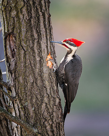 Pileated Woodpecker
