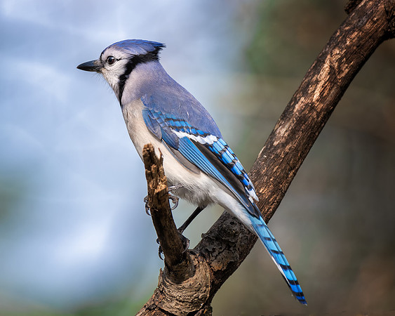 Blue Jay on a sunny day