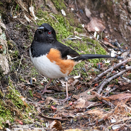 Eastern Towhee