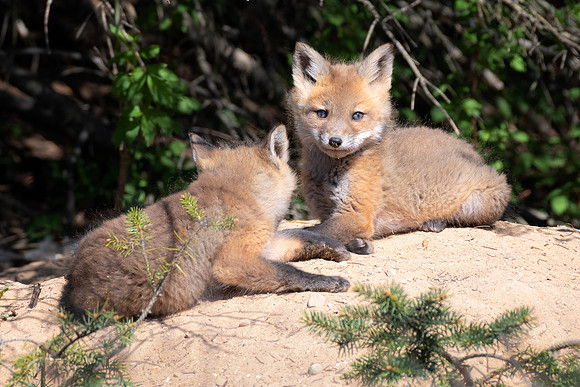 Red Fox pups soaking up the evening sun