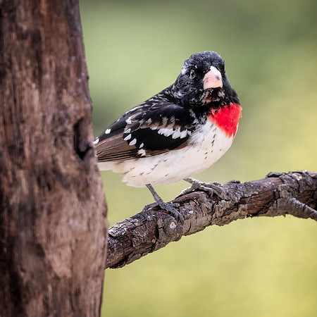 Rose Breasted Grossbeak