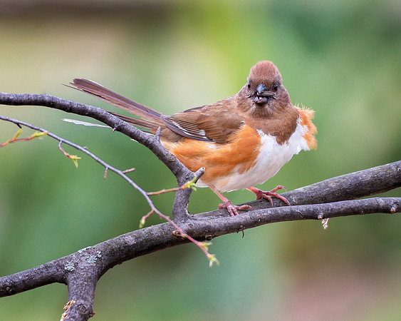 Female Eastern Towhee