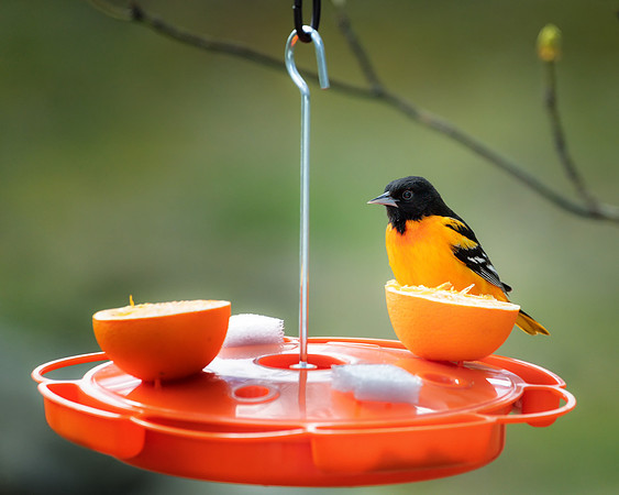 Baltimore Oriole in rural Michigan