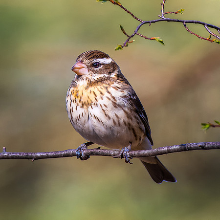 Female Rose-Breasted Grosbeak