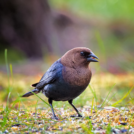Brown-headed Cowbird
