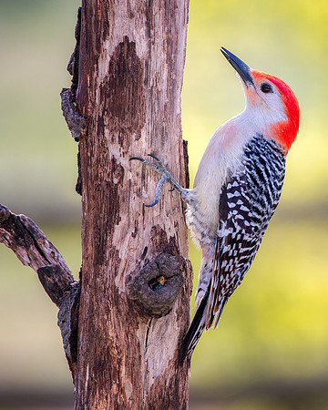Red belly woodpecker on a dead oak
