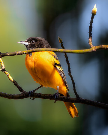 Oriole in a spring tree