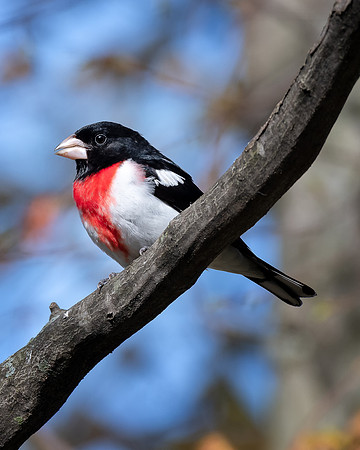 Rose Brested Grosbeak-Rural Michigan Spring