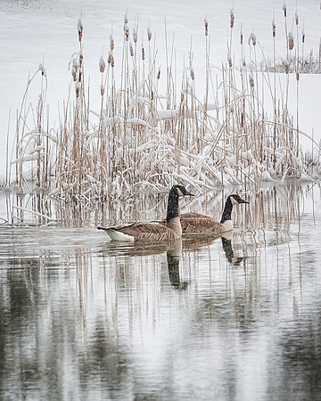 Geese on a snowy pond