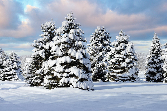 Snow covered spruce in Michigan