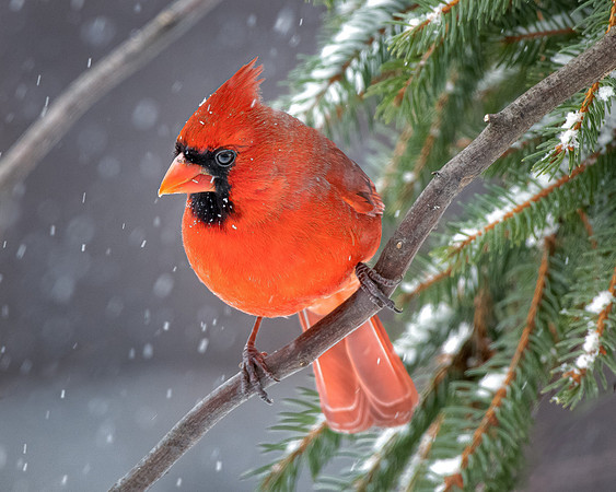 Cardinal in snowy pines