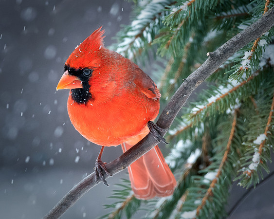 Cardinal in snowy pines