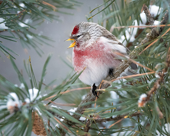 Redpoll in the snowy pines