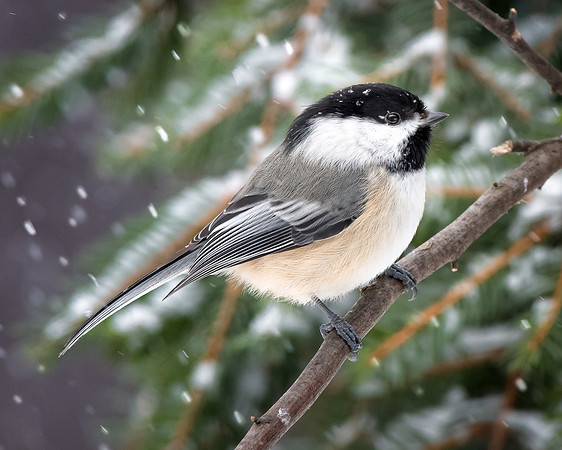 Black Capped Chickidee