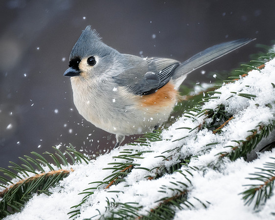 Tufted Titmouse on a snowy pine tree