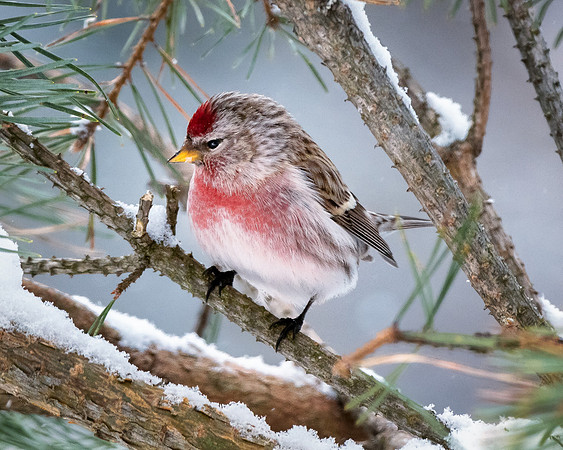 Redpoll in the snow