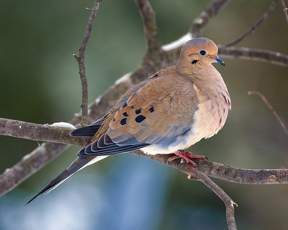 Dove in a Tree