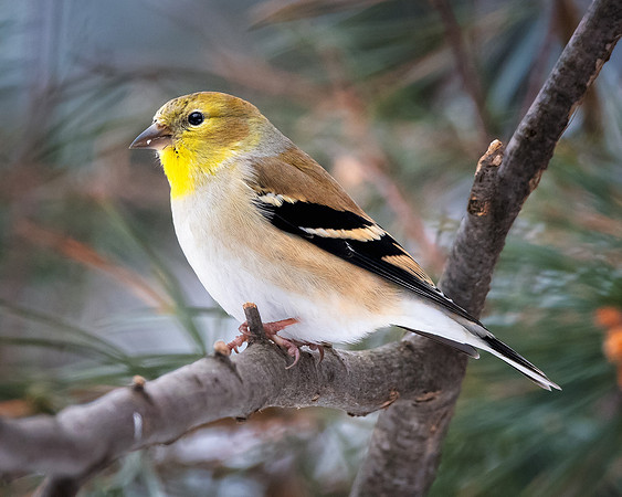 Goldfinch in the Pines