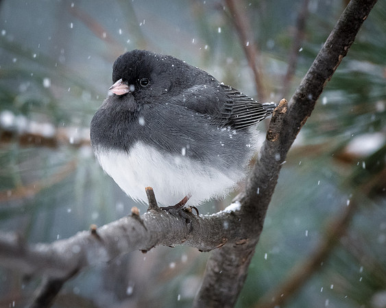 Dark Eyed Junco