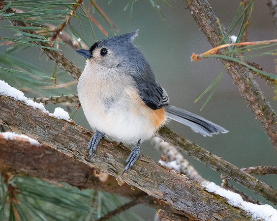 Tufted Titmouse on snowy pine branches