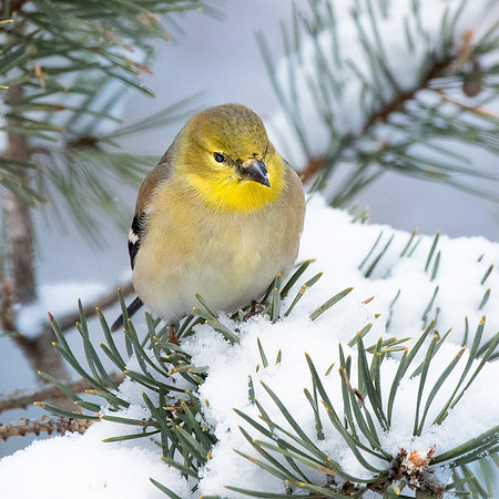 Goldfinch in the snow