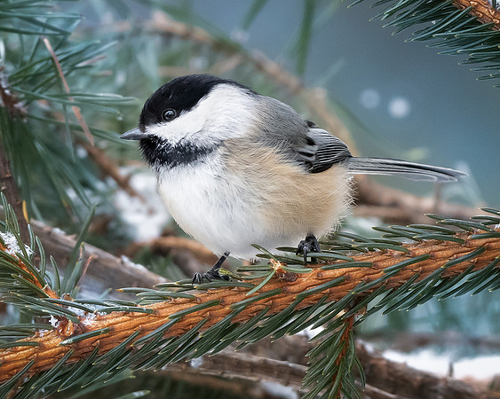 Black Capped Chickadee on a snowy day