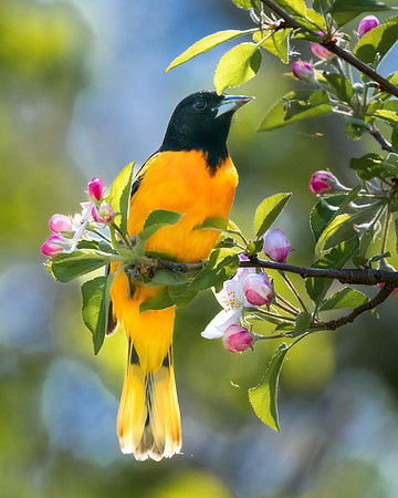 Oriole in the apple tree