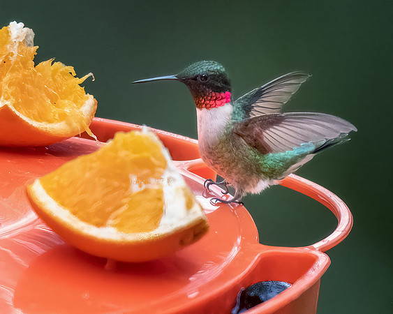 Ruby-throated hummingbird