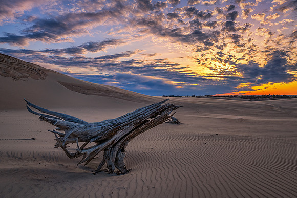 Silver Lake Dunes-Lone Stump Sunset