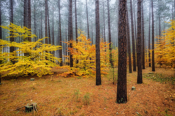 Autumn in the Hiawatha National Forest