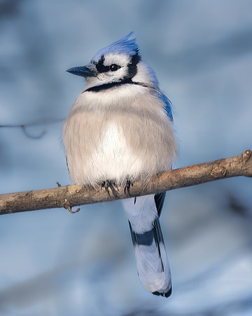 Blue Jay-winter morning